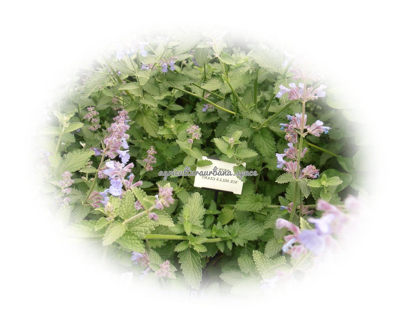 plantar Nepeta