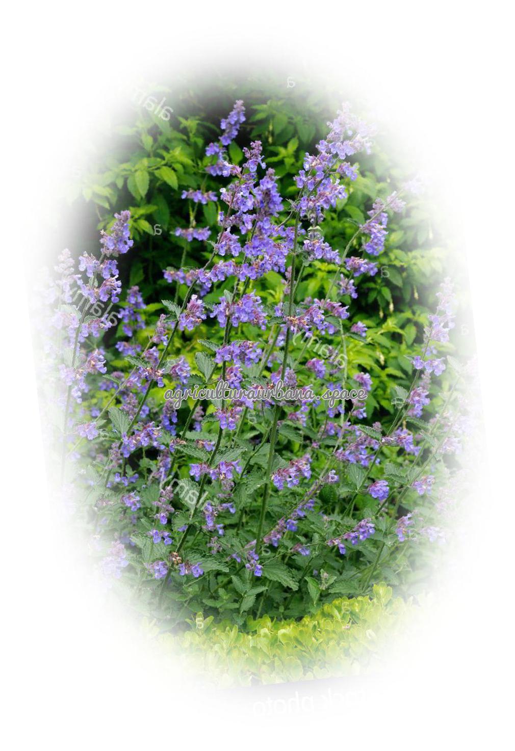 arbol Nepeta