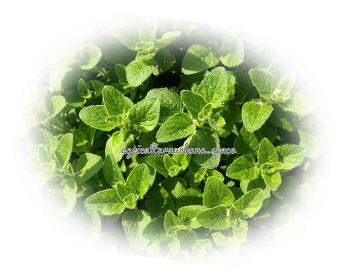 planta Oregano