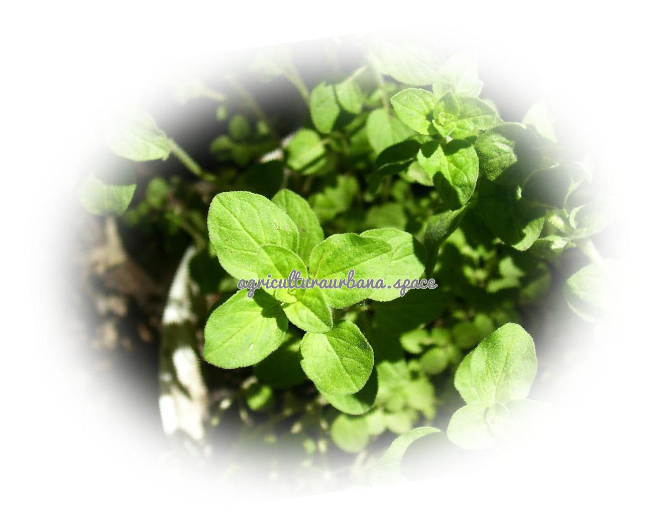 plantar Oregano