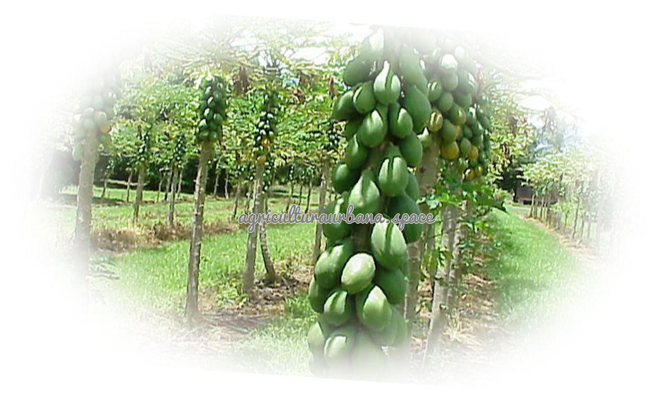 plantar Papaya