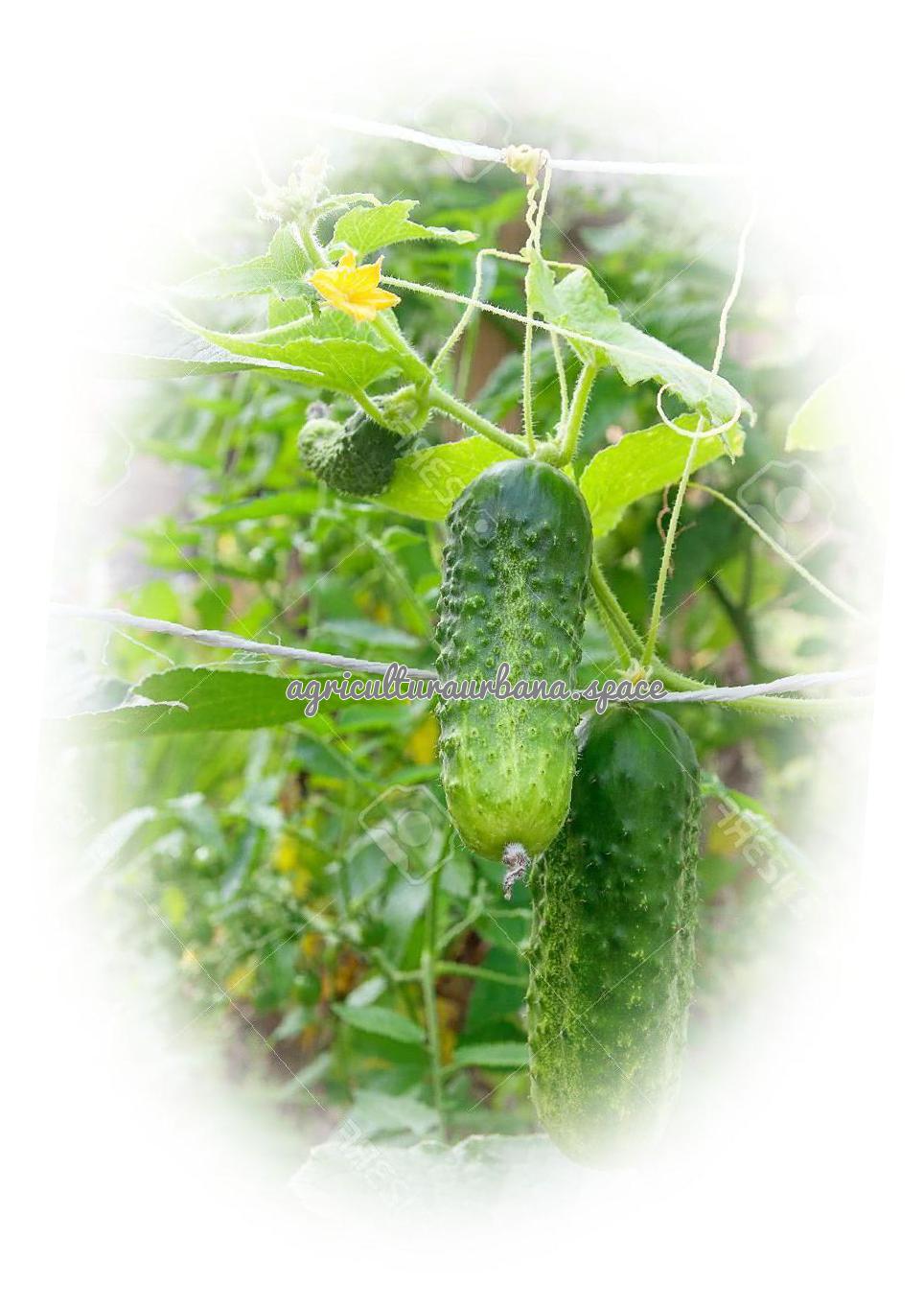 planta Pepino