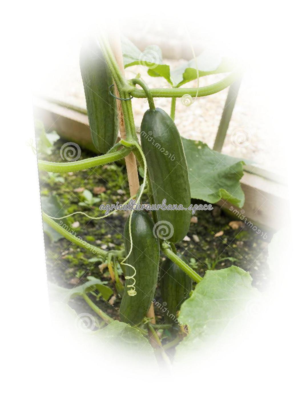 cultivar Pepino