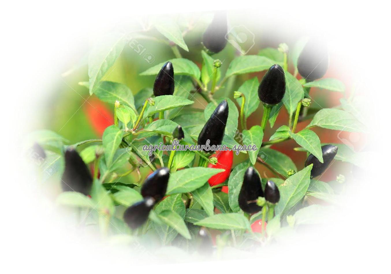 planta Pimiento