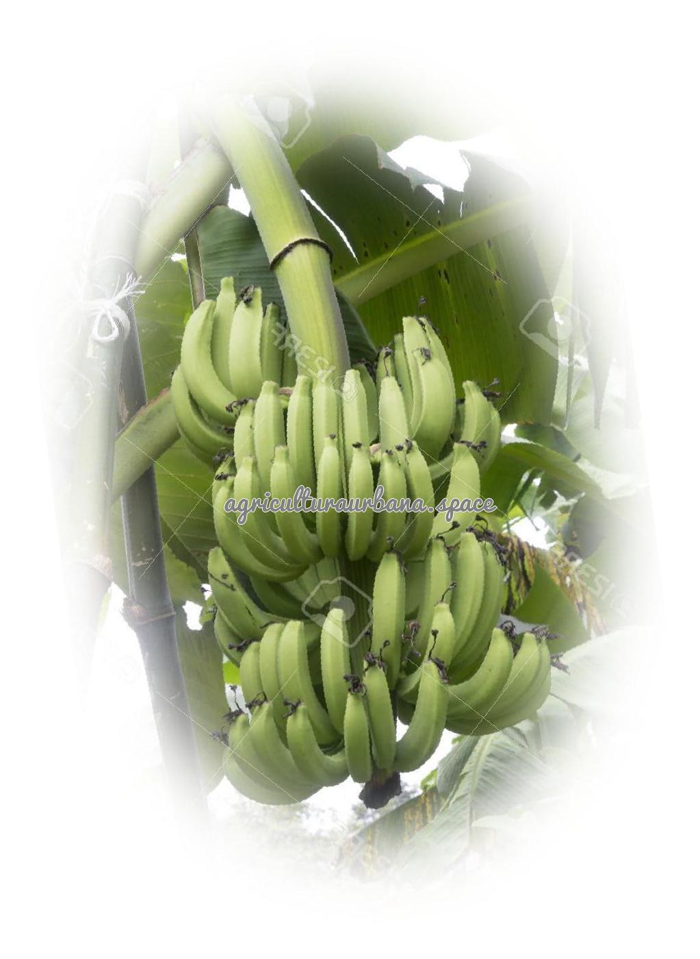 planta Platano