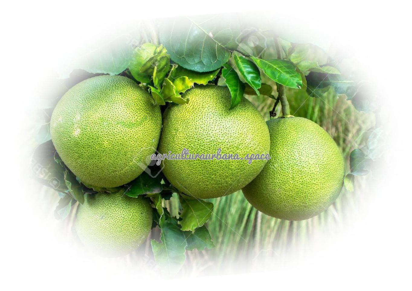 planta Pomelo