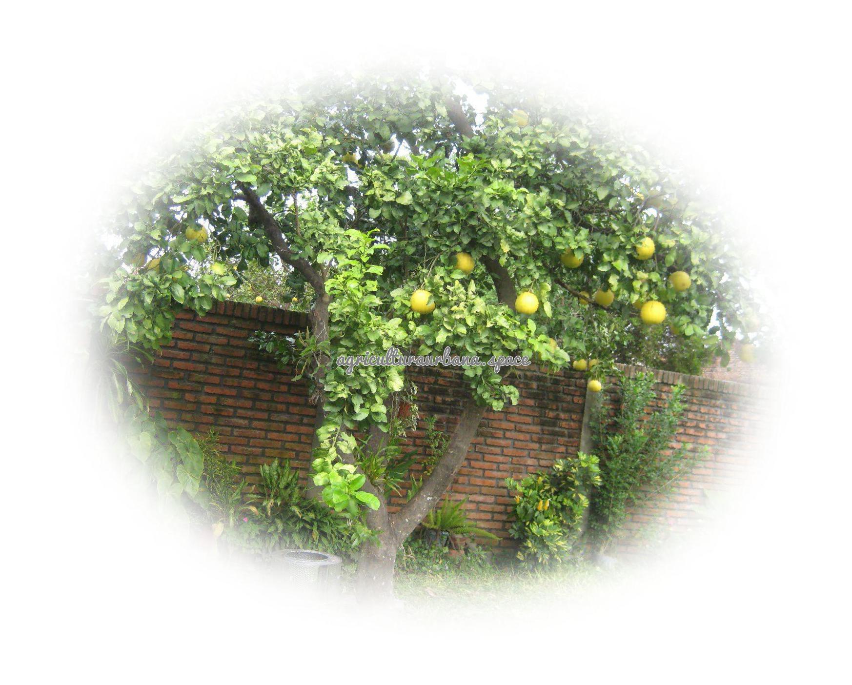 cultivar Pomelo