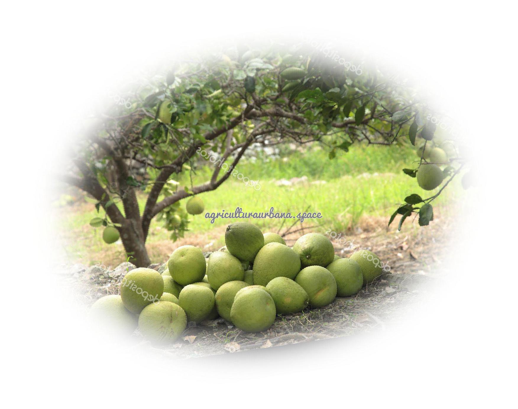 arbol Pomelo