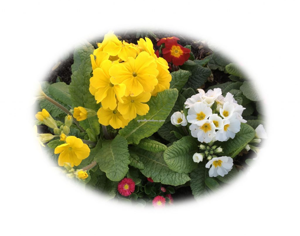 Como sembrar  Prímula en casa