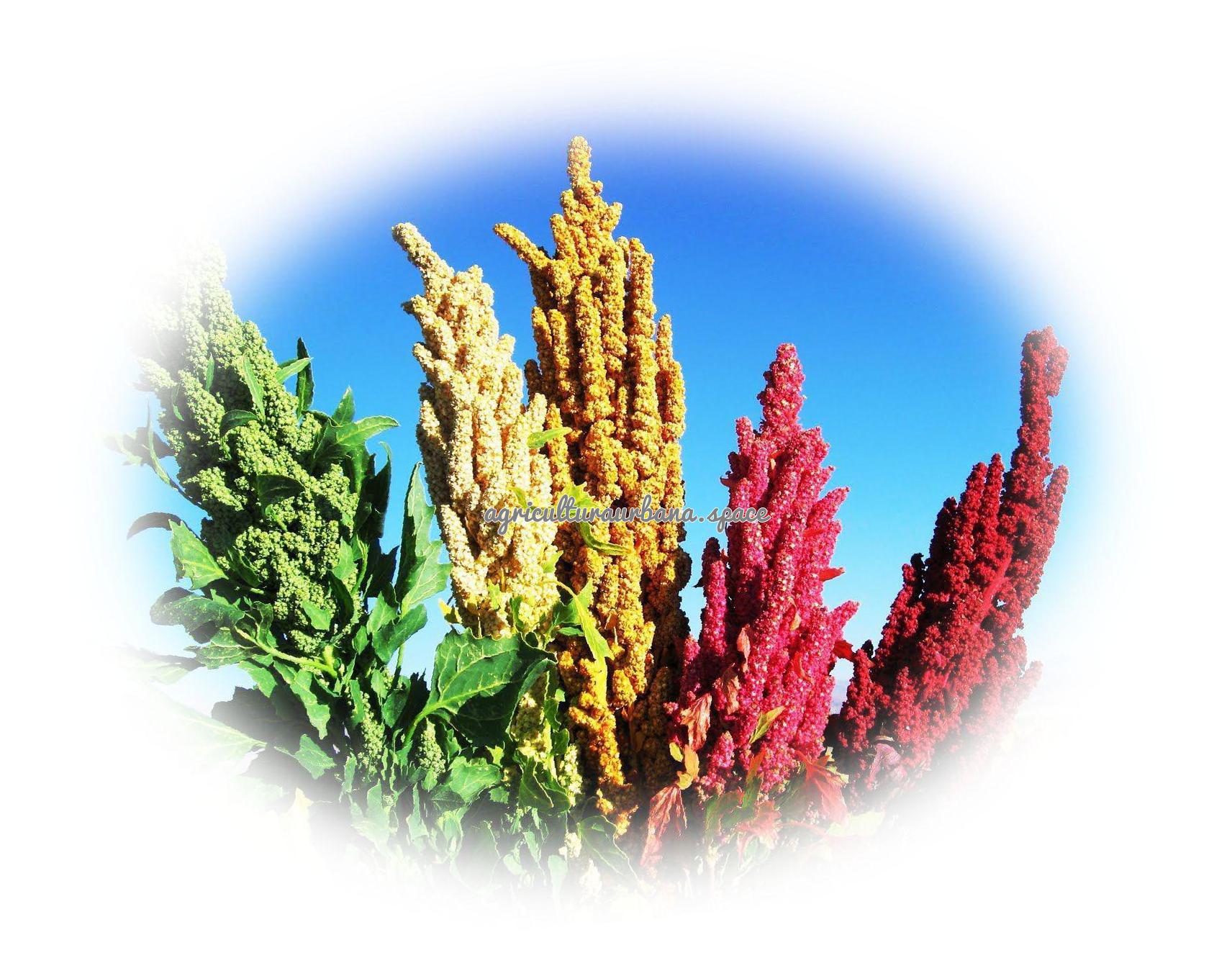 planta Quinoa