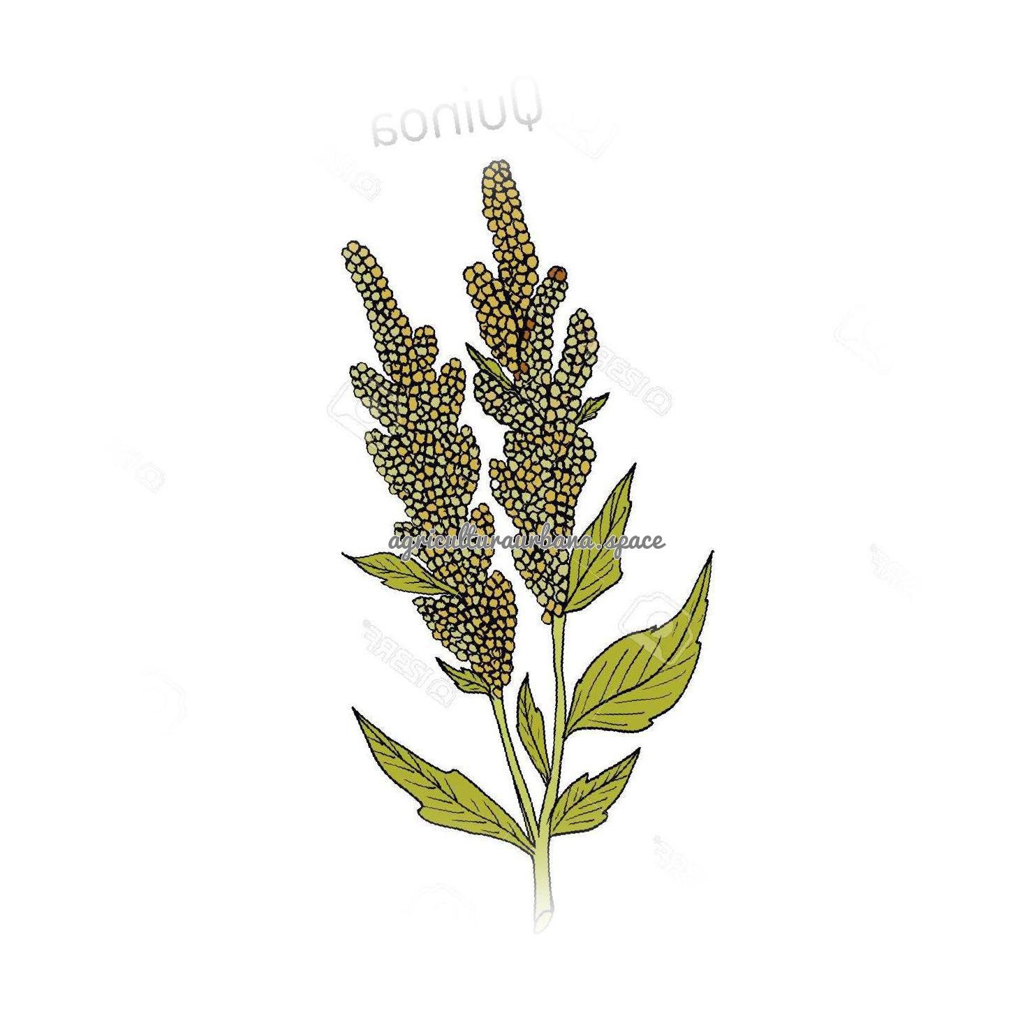 cultivar Quinoa