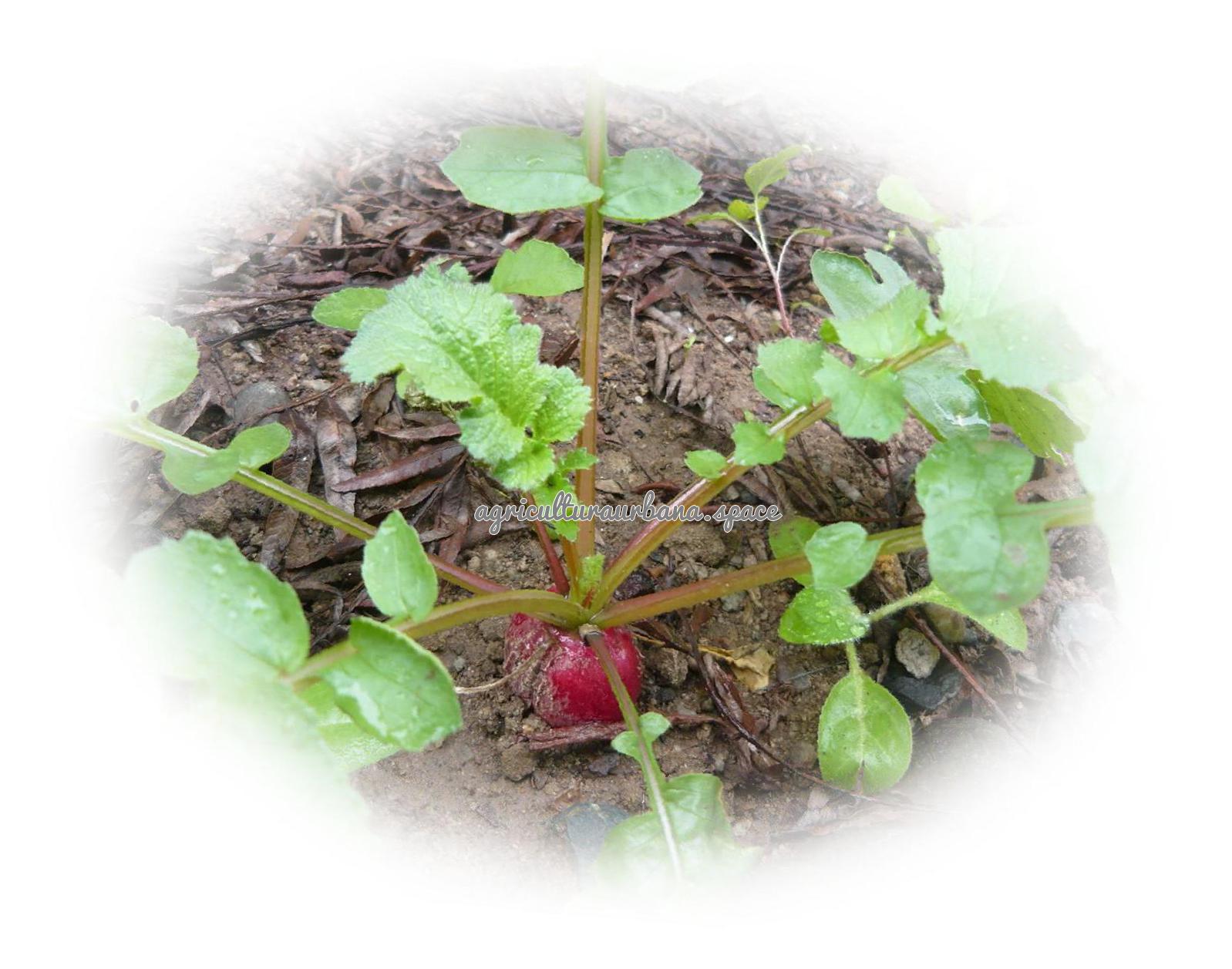 cultivar Rabanitos