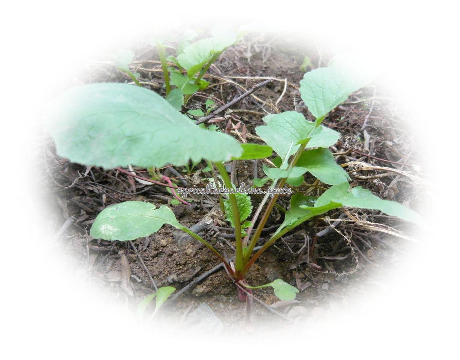 plantar Rabanitos