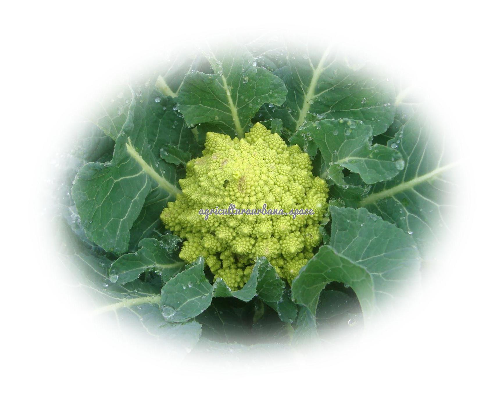 cultivar Romanesco