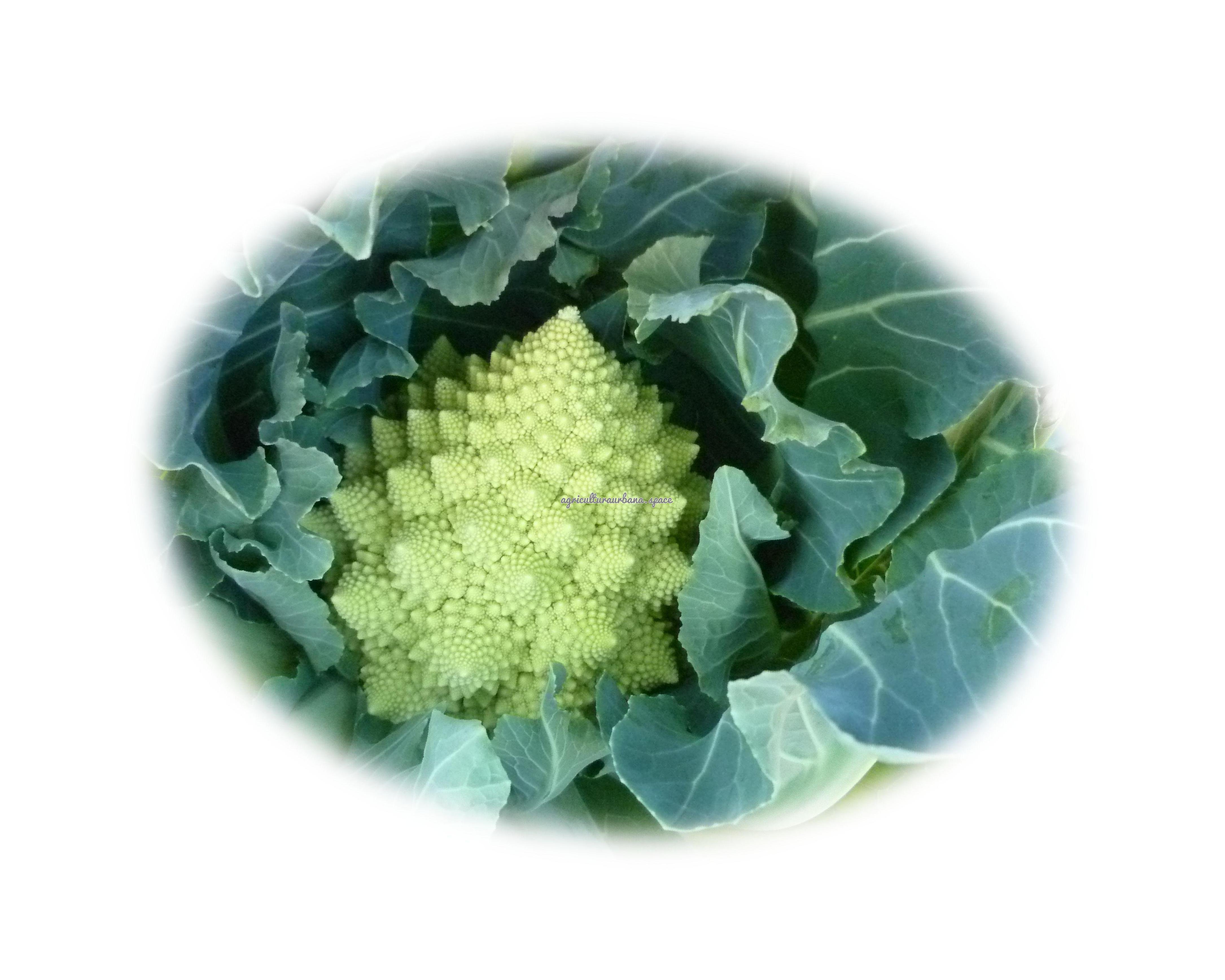 plantar Romanesco