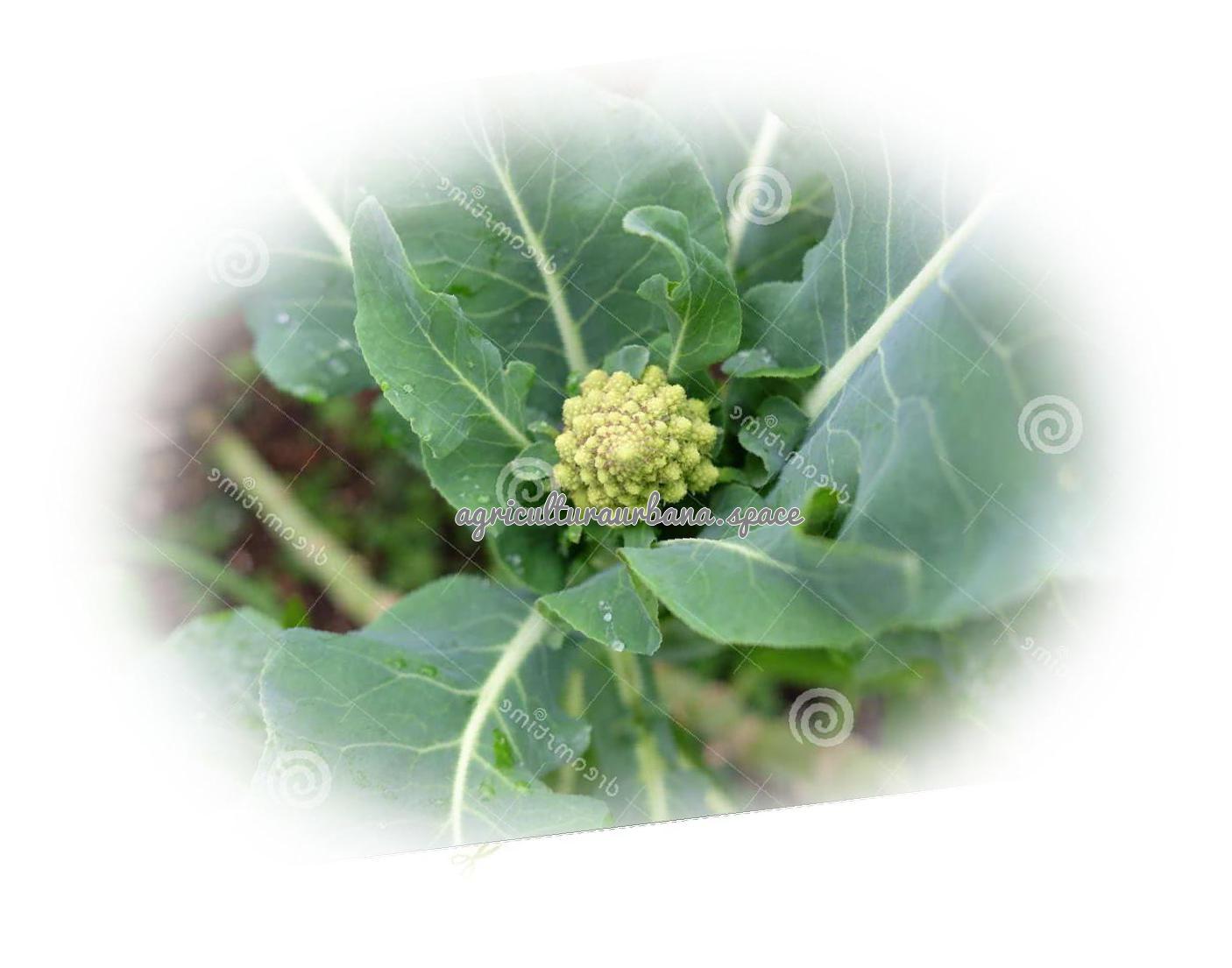 Como cultivar  Romanesco en maceta
