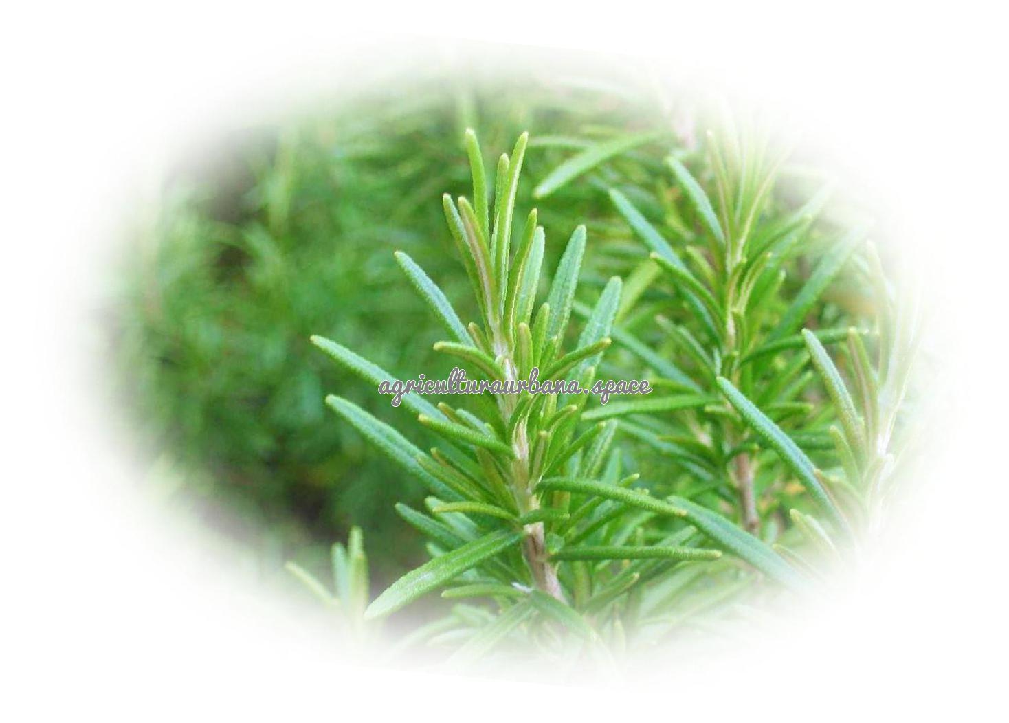 Como cultivar  Romero en tu casa