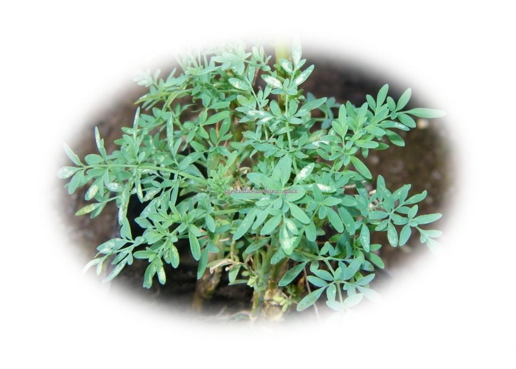 Como cultivar  Ruda en maceta