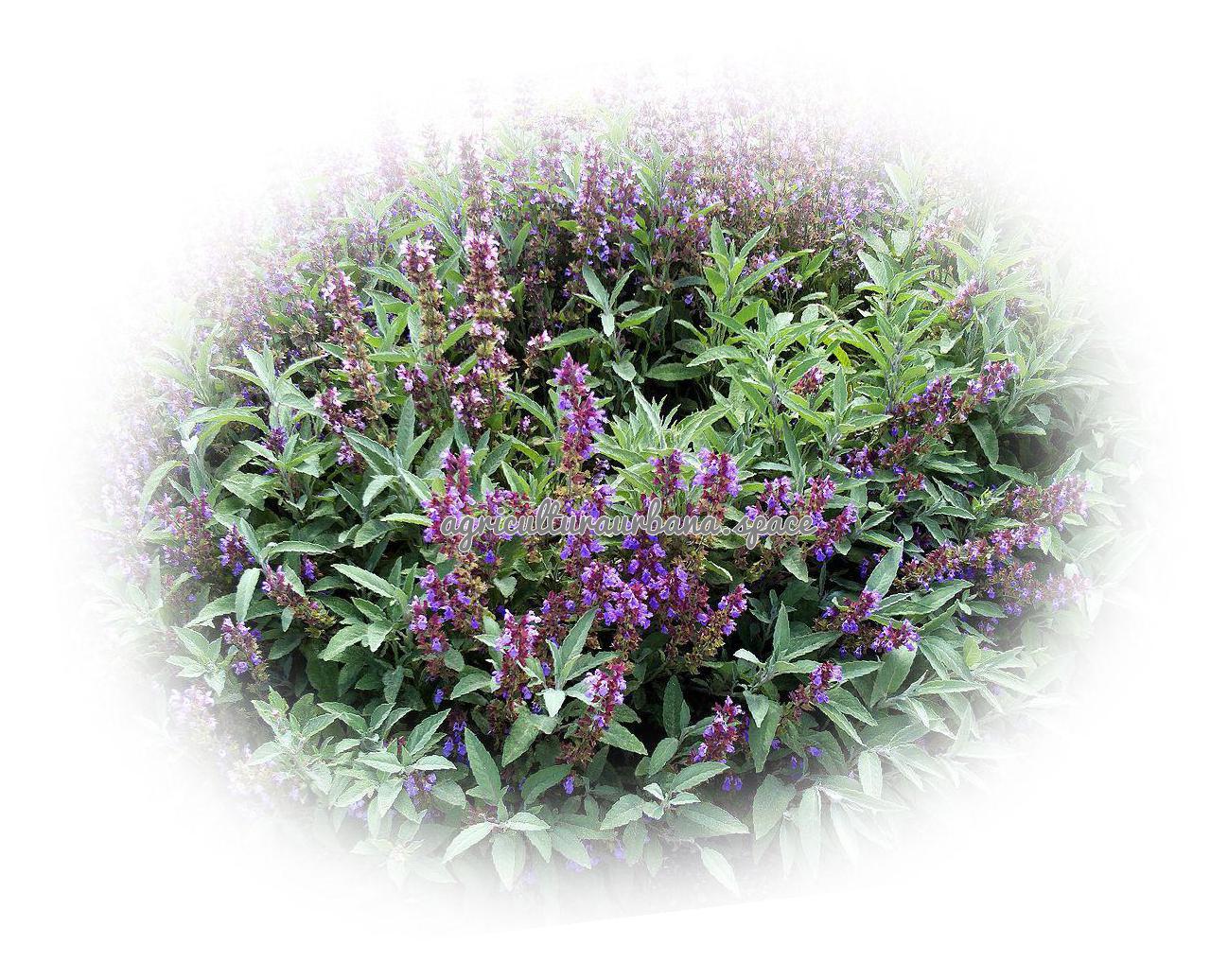 planta Salvia