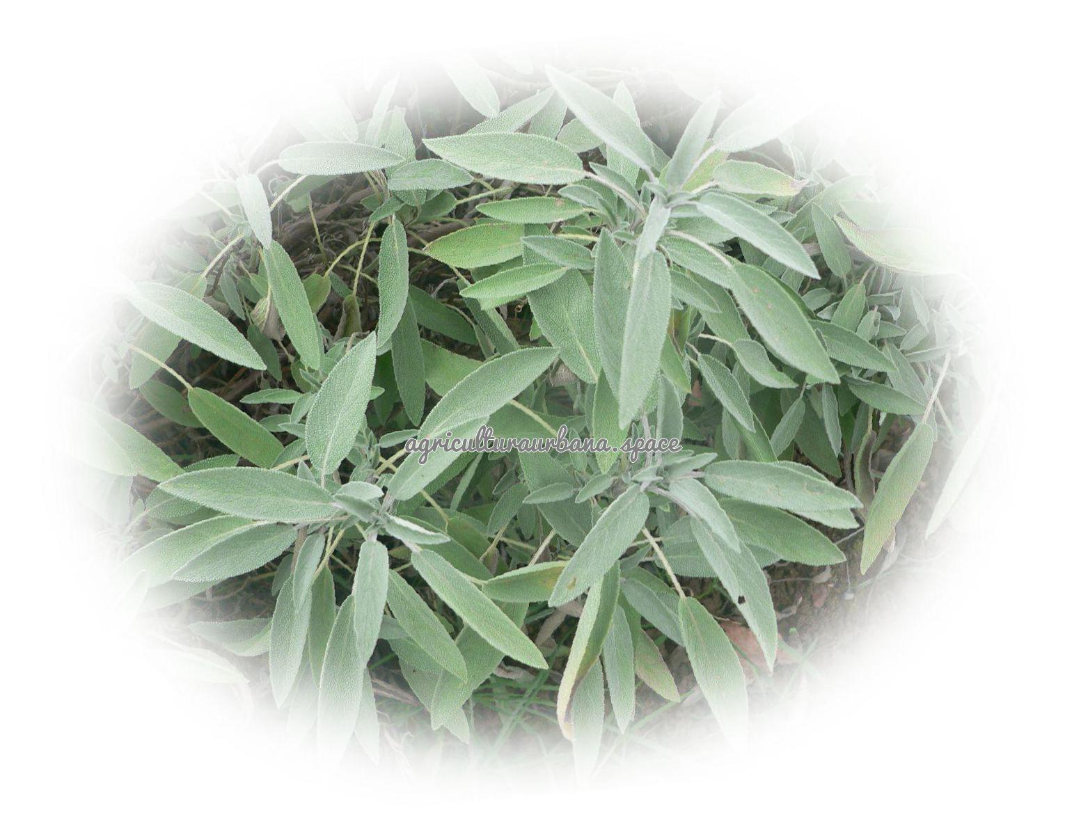 cultivar Salvia