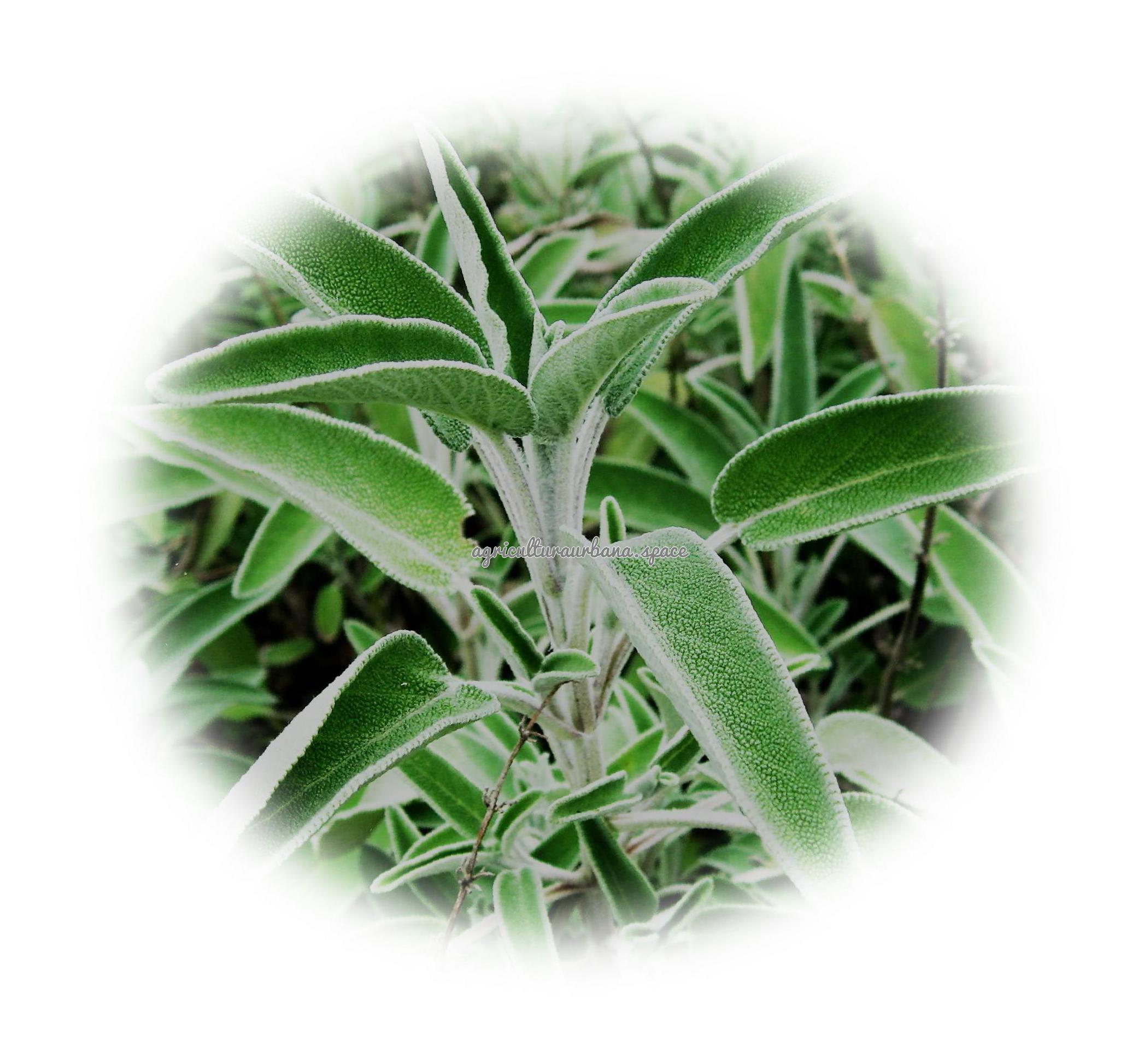 plantar Salvia