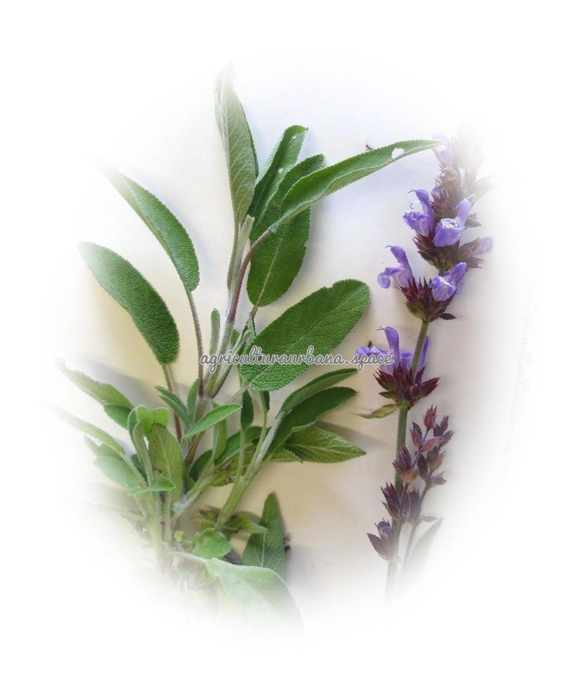 arbol Salvia