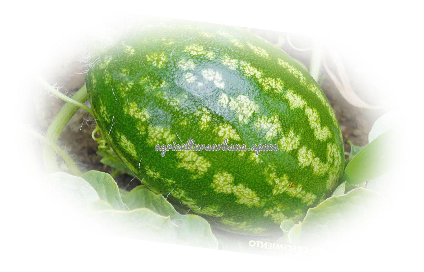 plantar Sandia