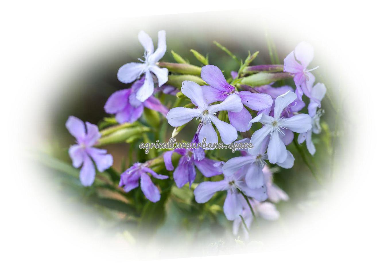 plantar Saponaria