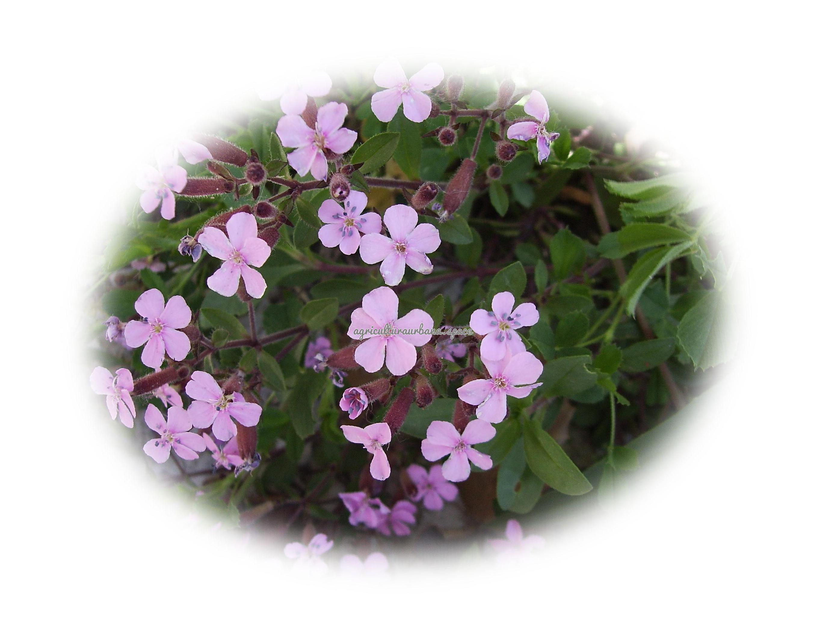 Saponaria