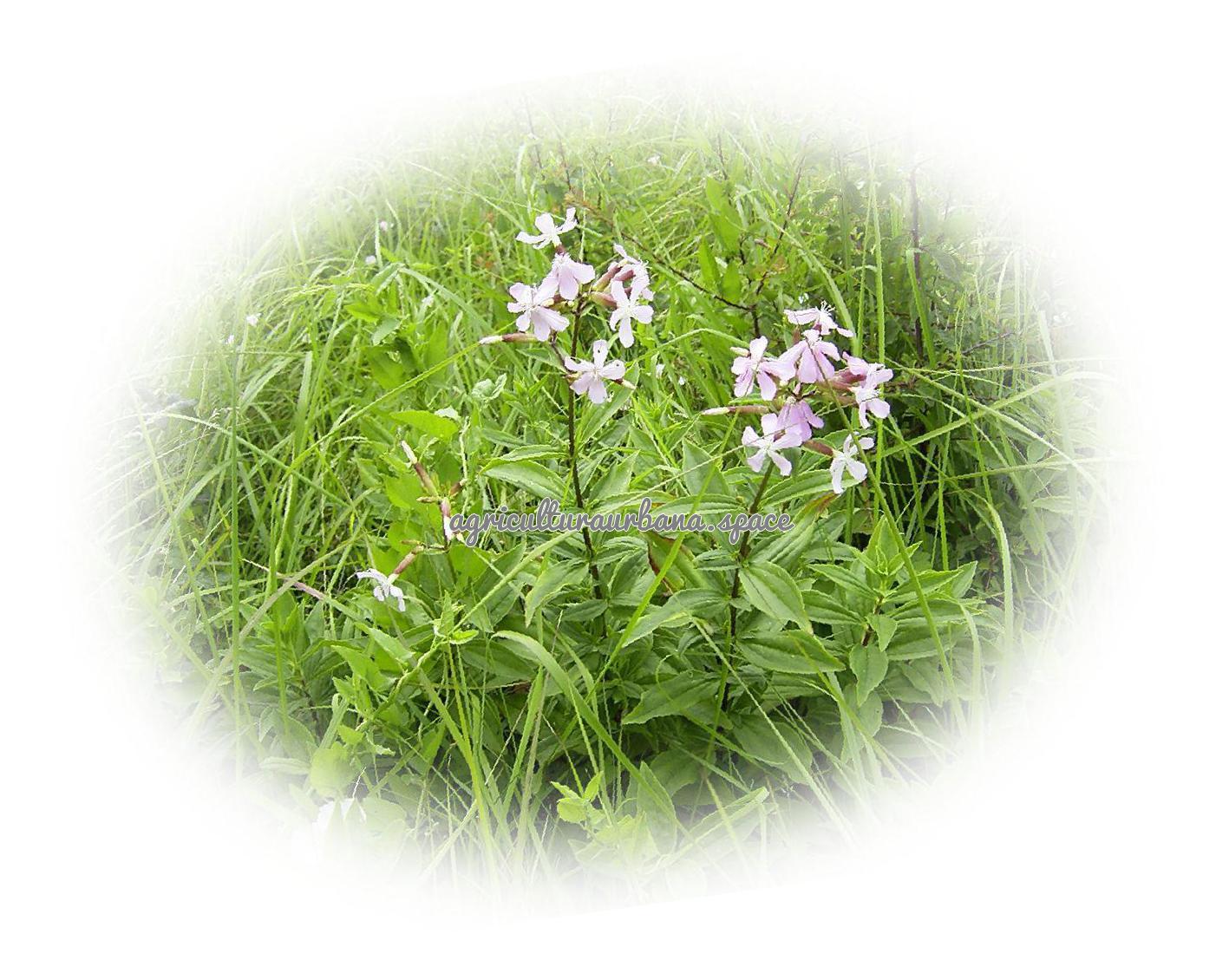 Como sembrar  Saponaria en casa