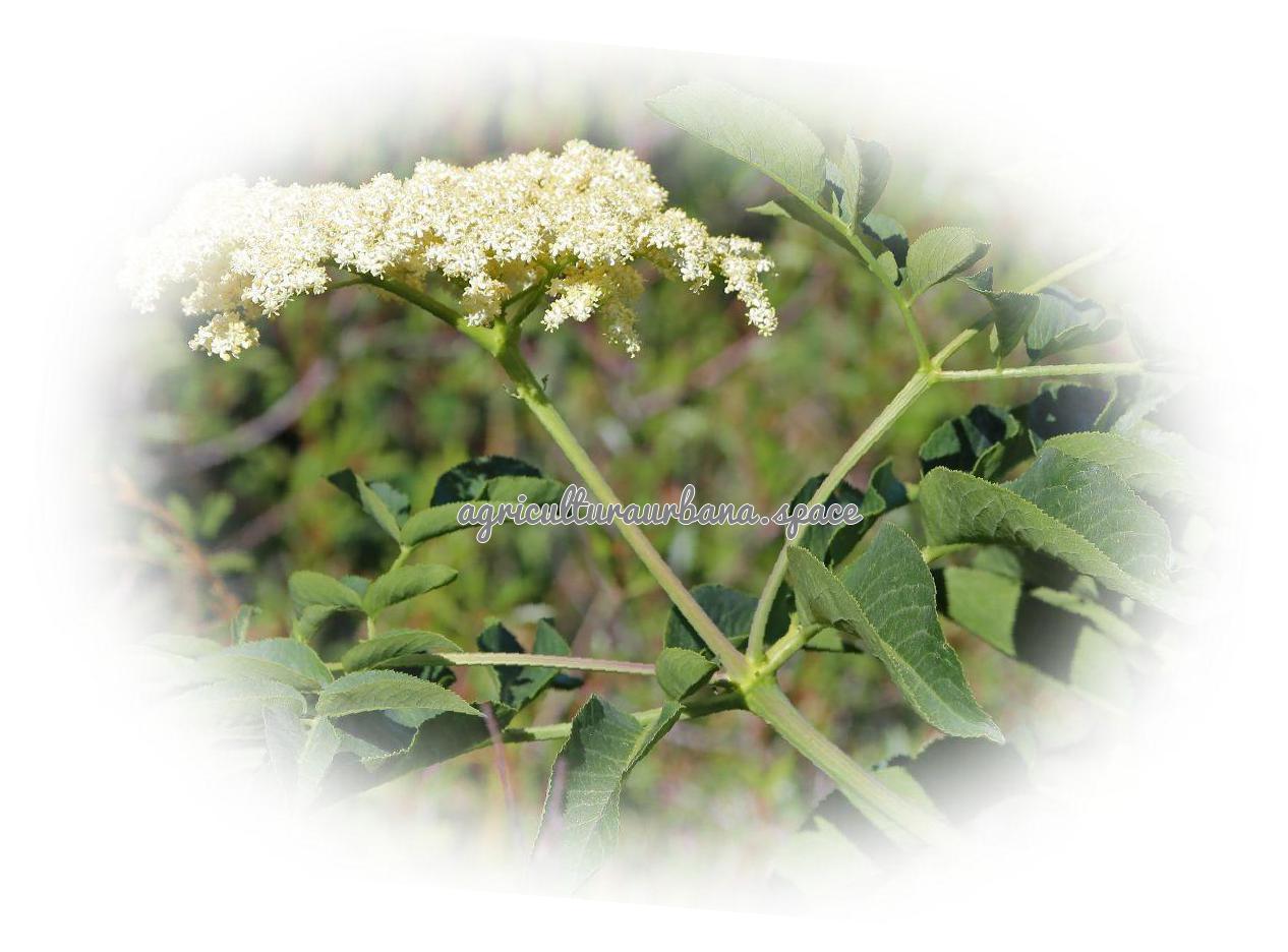 Como cultivar  Sauco en maceta