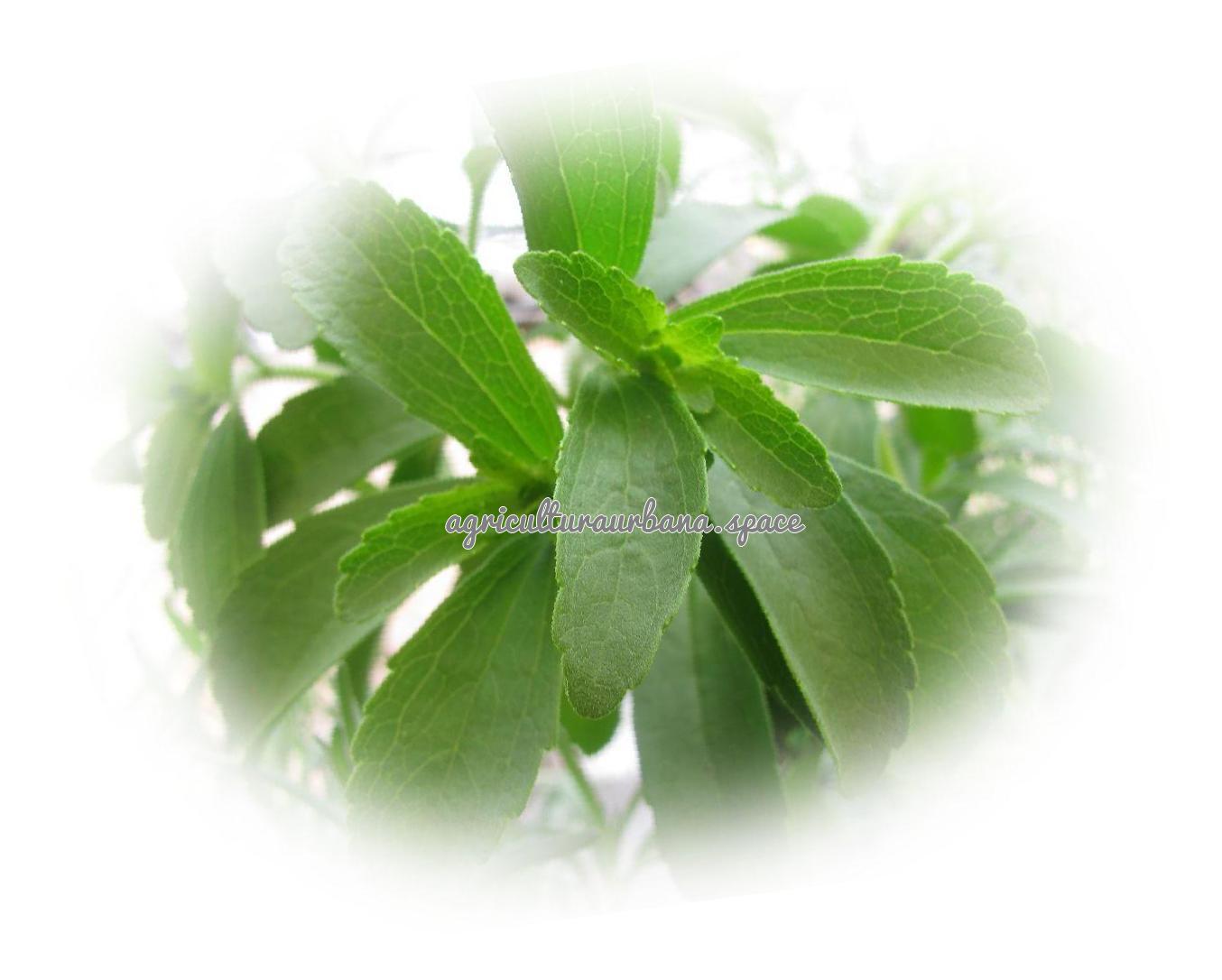 planta Stevia