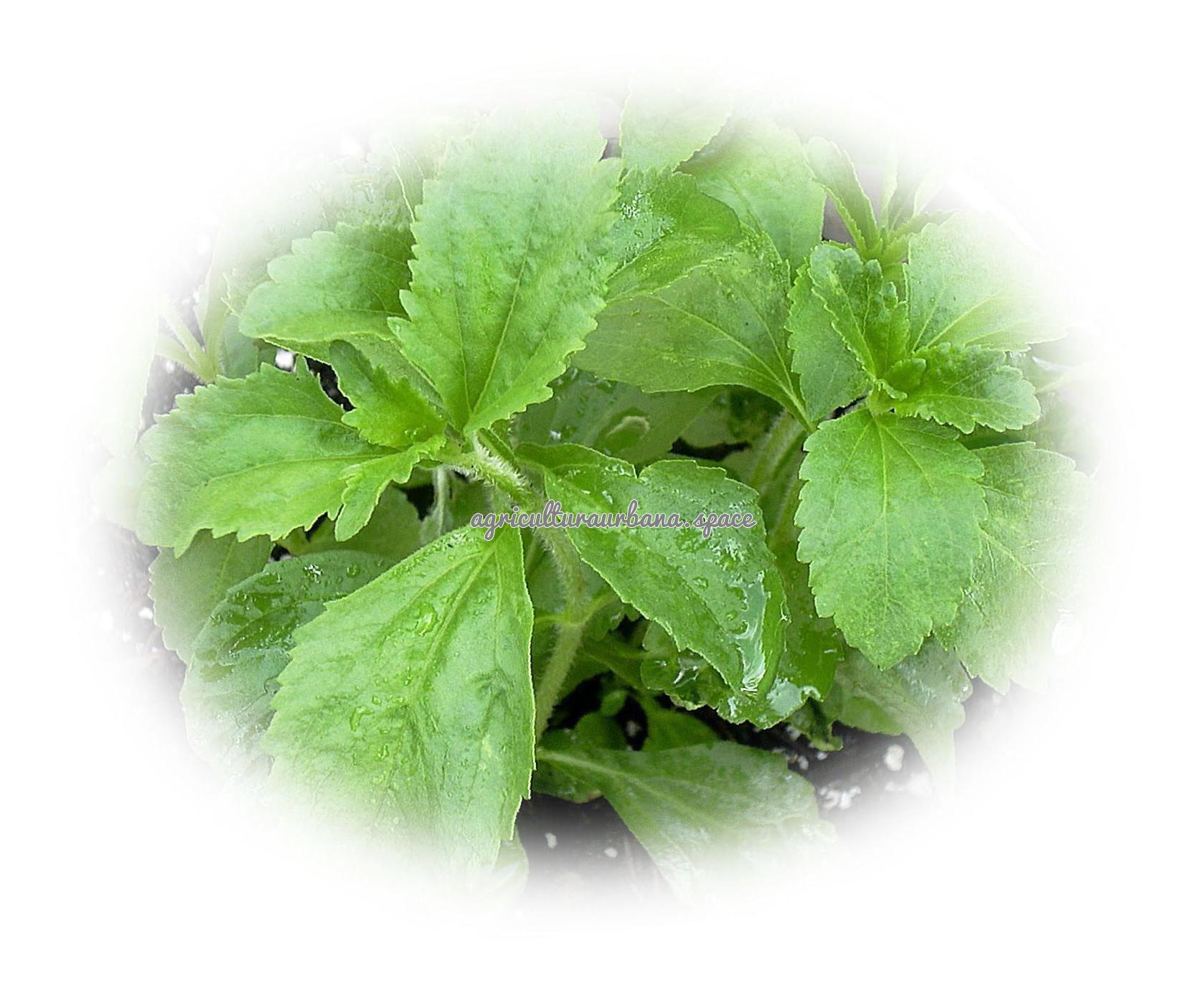 Stevia