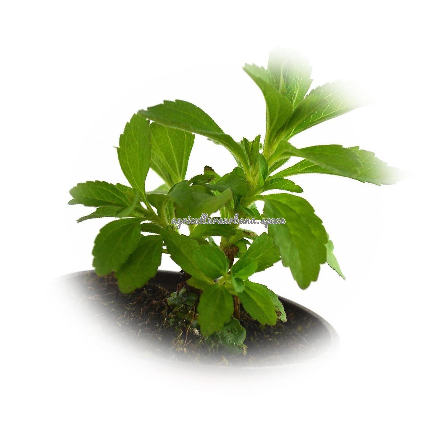 arbol Stevia