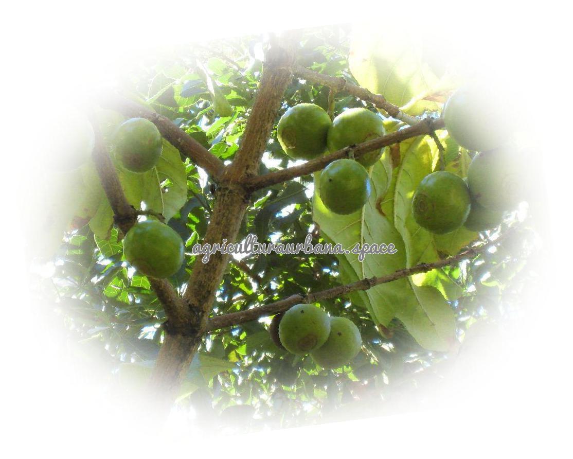 arbol Tamarindo