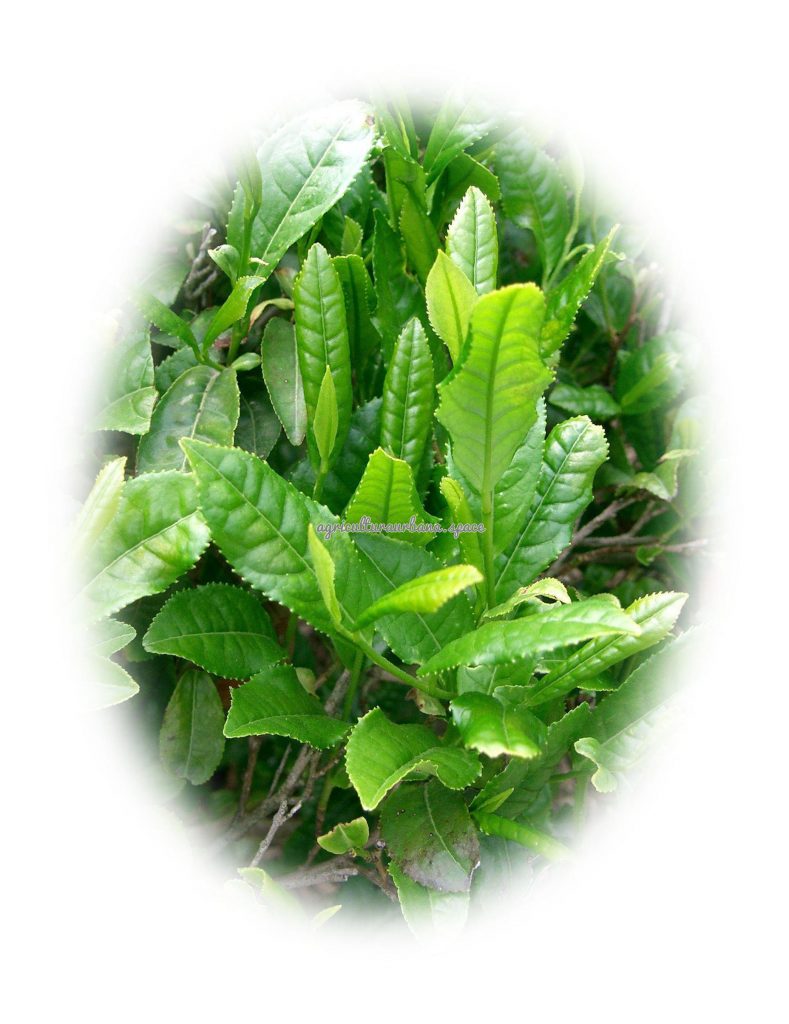 Como plantar  Té en tu casa