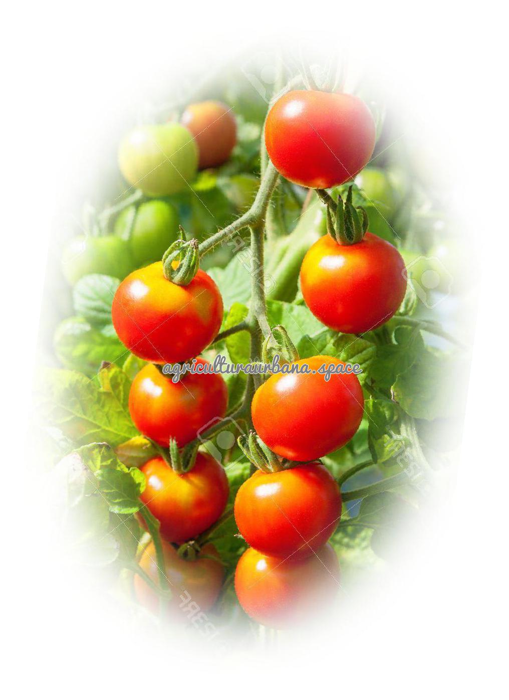 planta Tomate