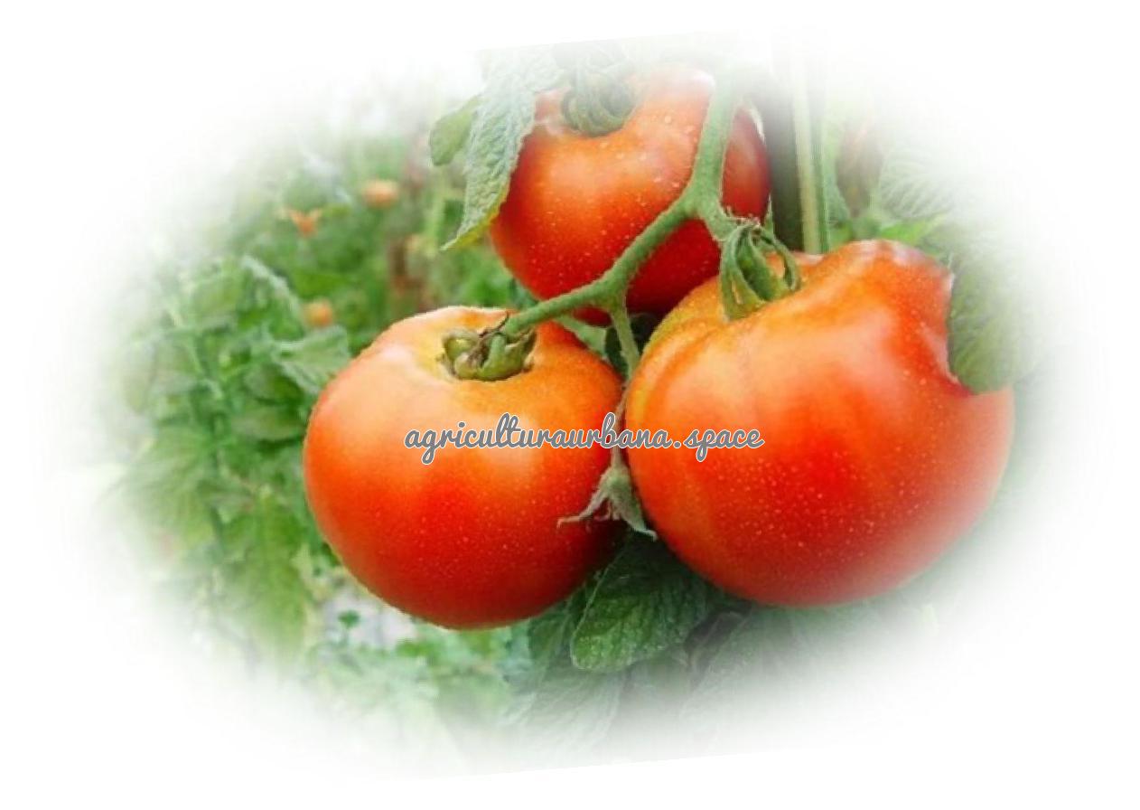 plantar Tomate