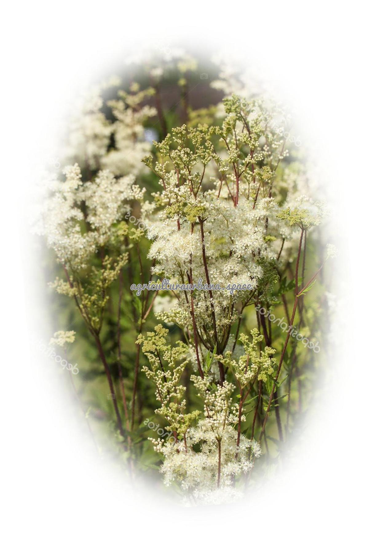 Como sembrar  Ulmaria en maceta