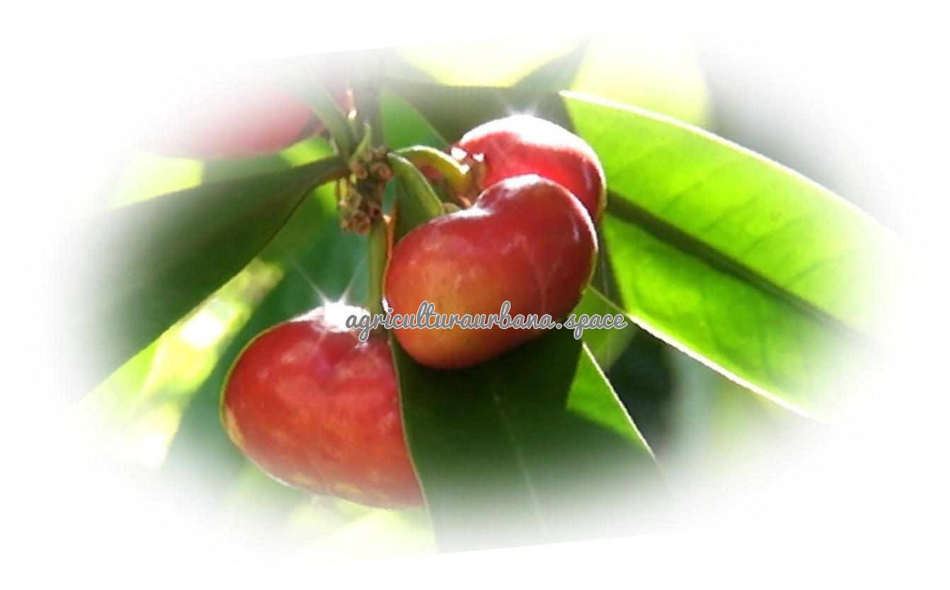 Como plantar  Uña De Gato en casa