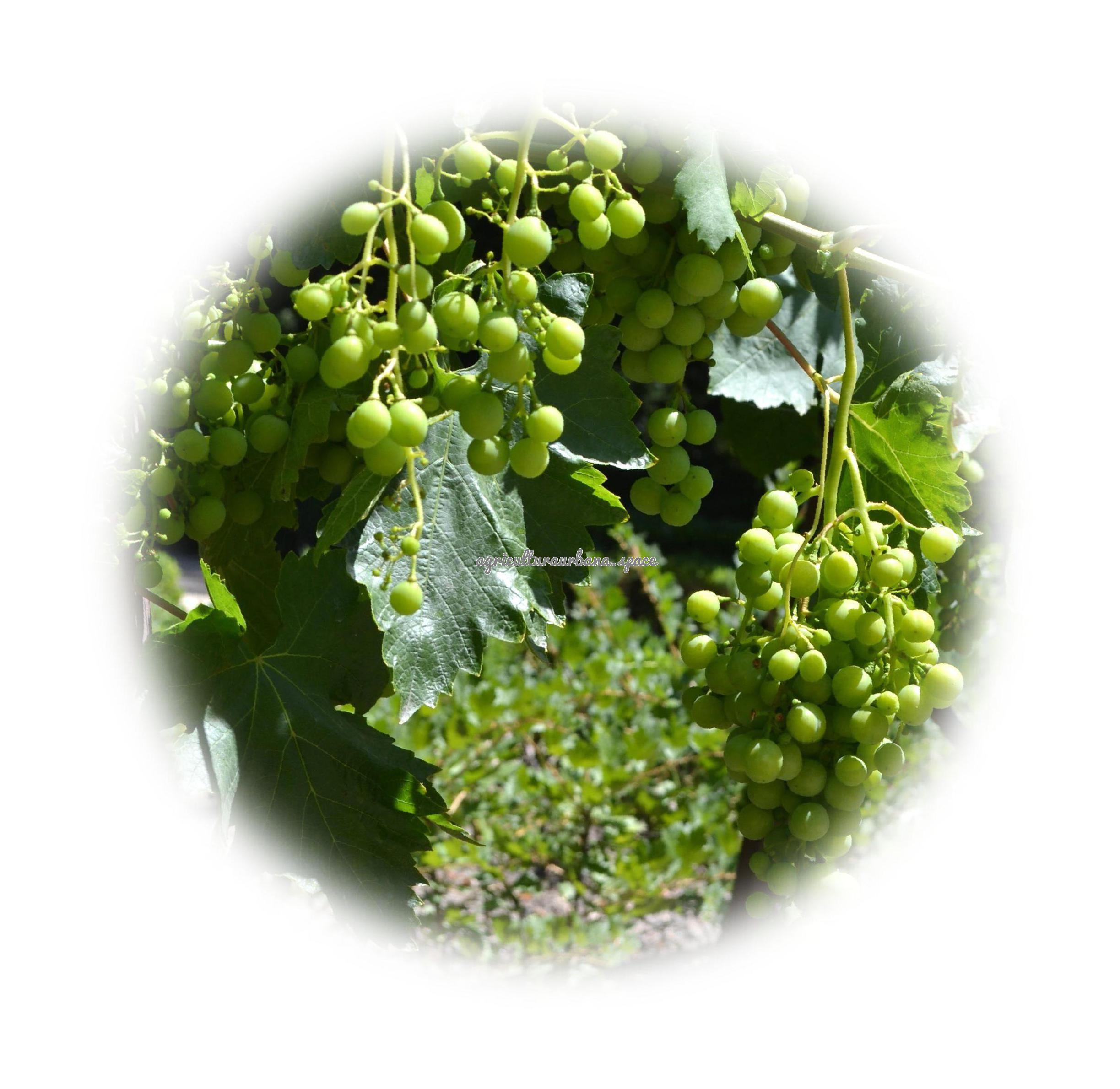 cultivar Uvas