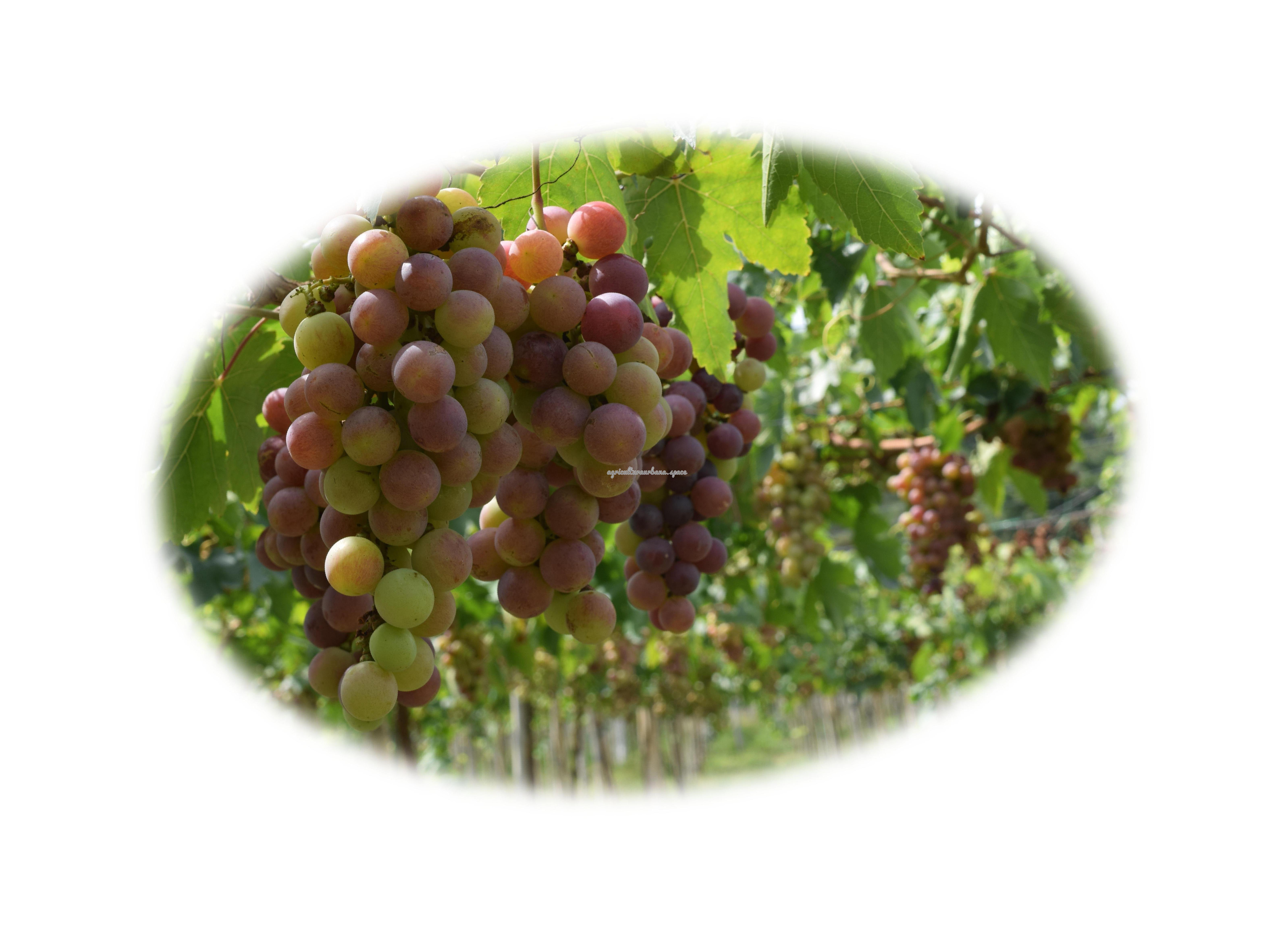 plantar Uvas