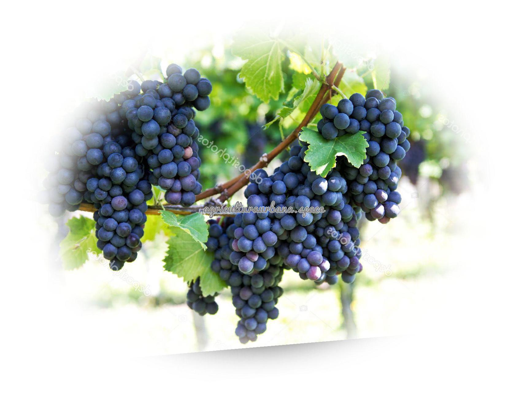 Uvas