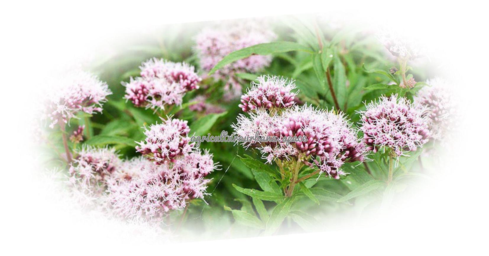 cultivar Valeriana