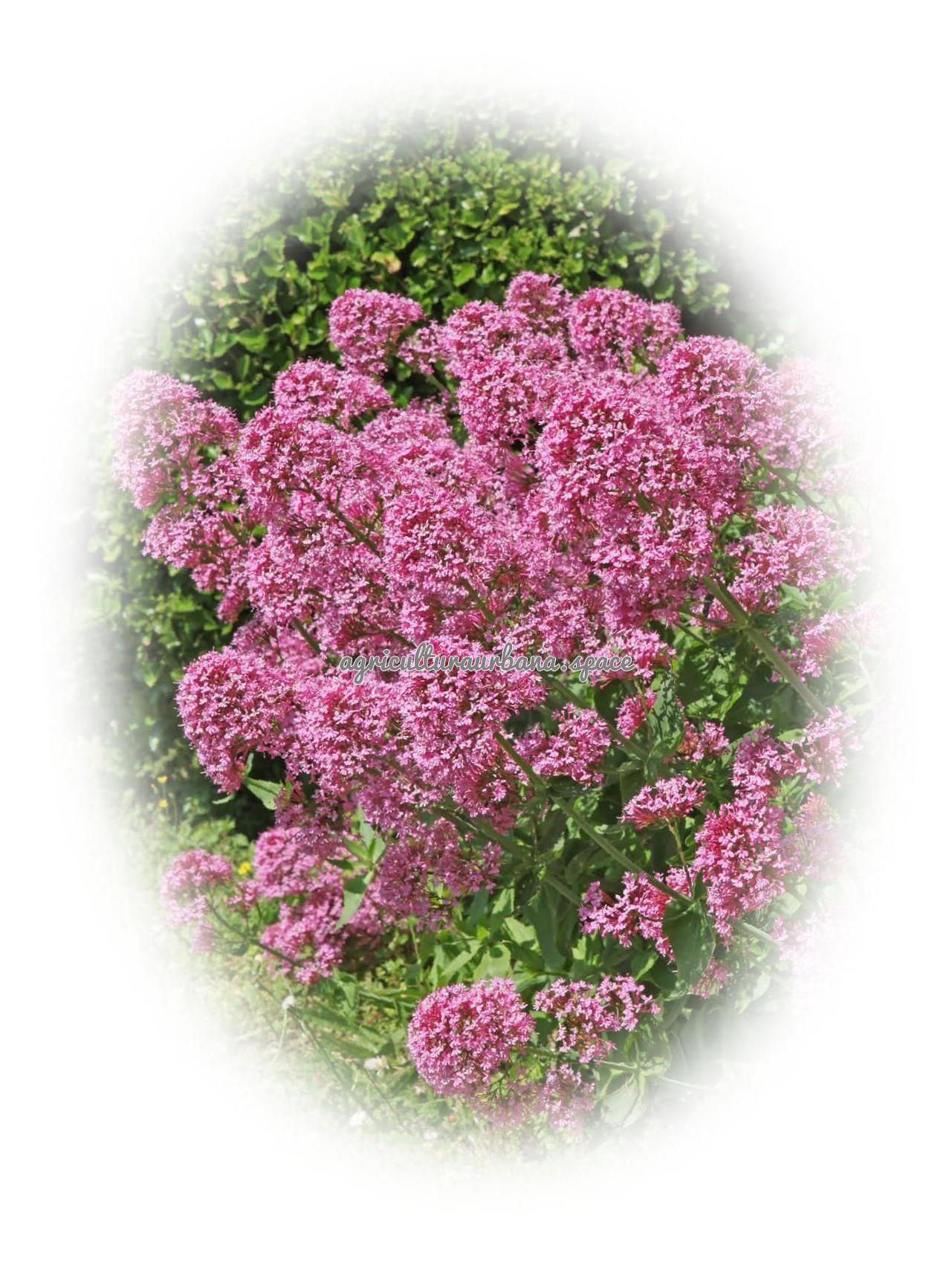 Valeriana