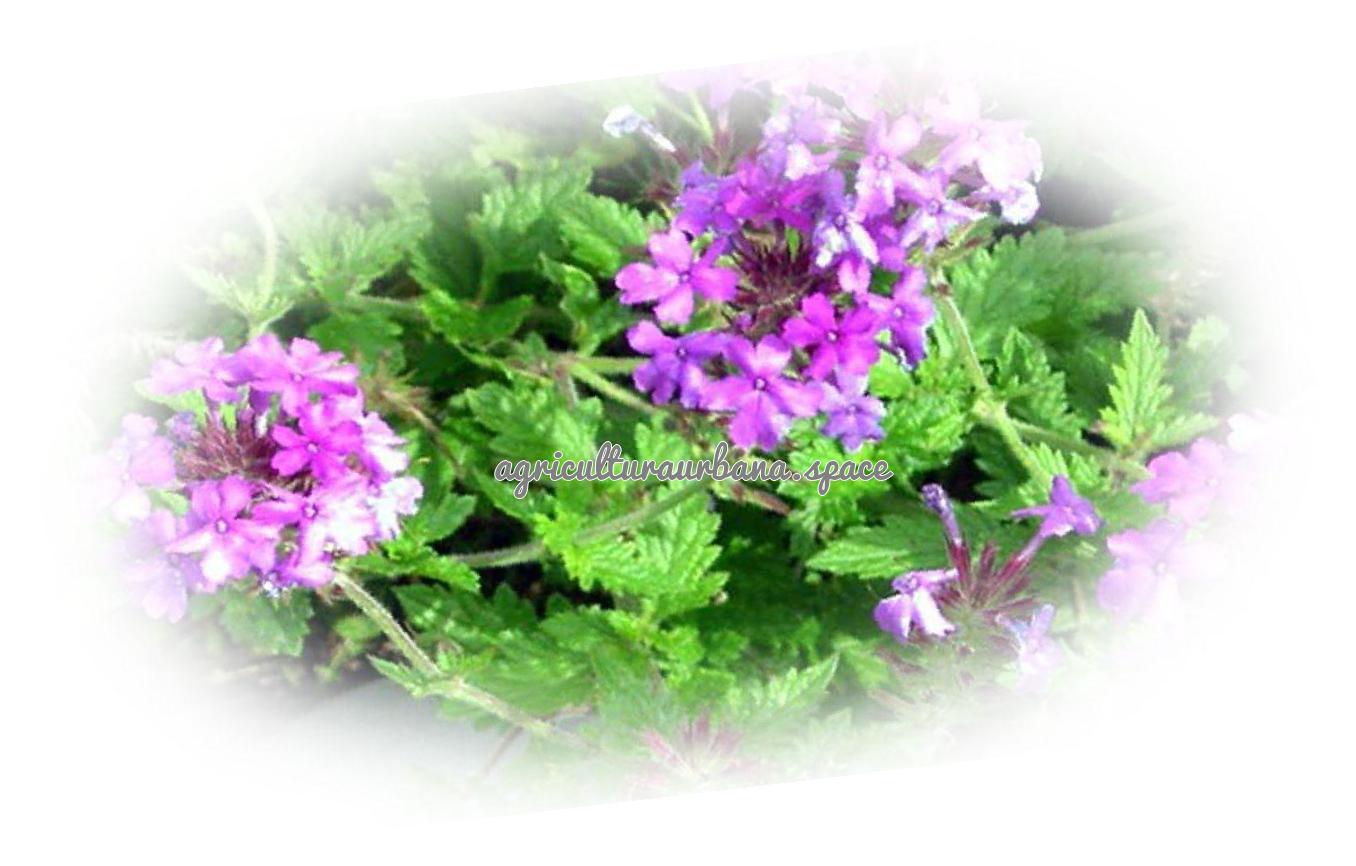 planta Verbena