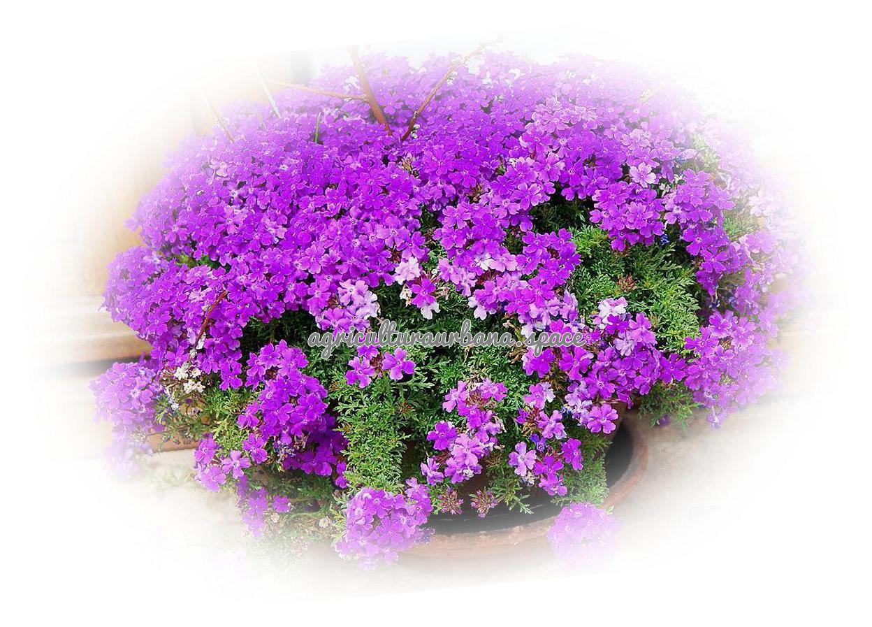 cultivar Verbena