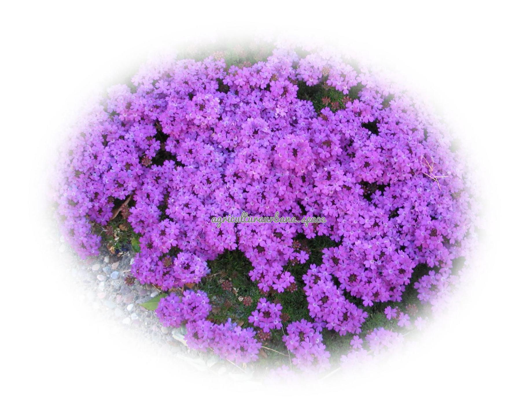 arbol Verbena