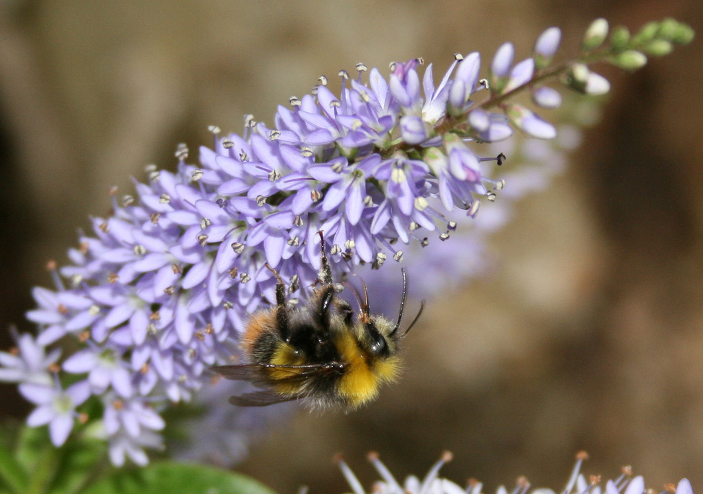 cultivar Veronica