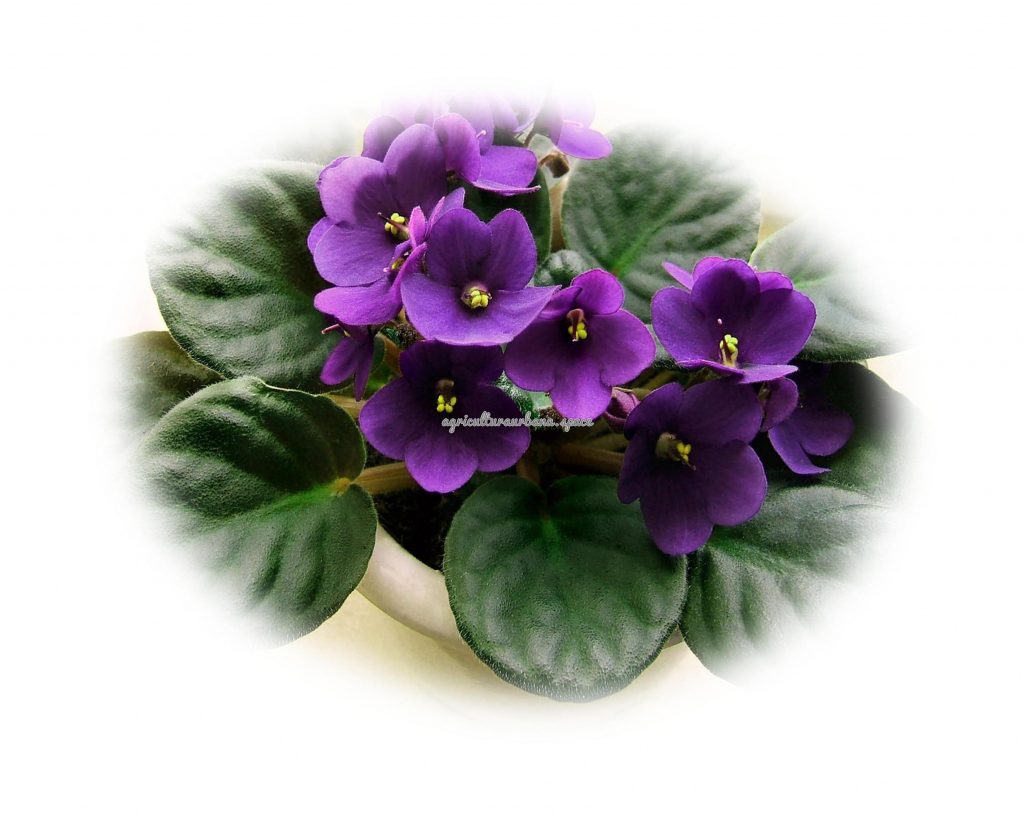 Como sembrar  Violeta en casa